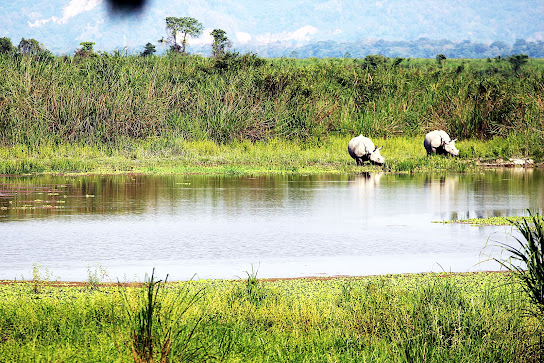 Kaziranga